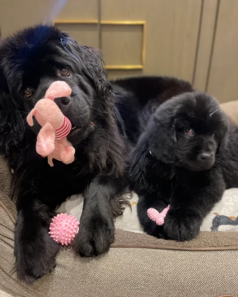 splendidi Terranova cuccioli forti e sani | Foto 0