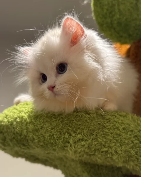 Gattini di Munchkin zampe corte | Foto 0