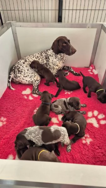 Cuccioli di Kurzhaar alta genealogia  | Foto 3