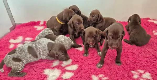 Cuccioli di Kurzhaar alta genealogia  | Foto 1