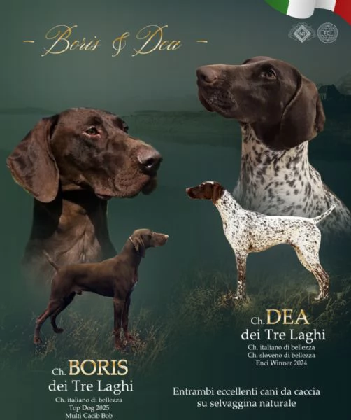 Cuccioli di Kurzhaar alta genealogia  | Foto 0