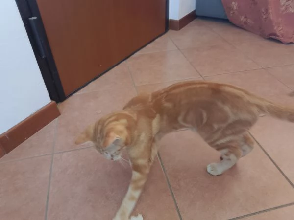 Regalo gattini | Foto 1