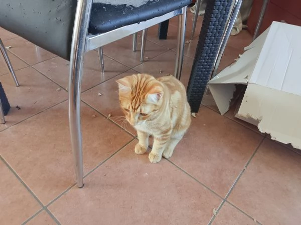 Regalo gattini | Foto 0