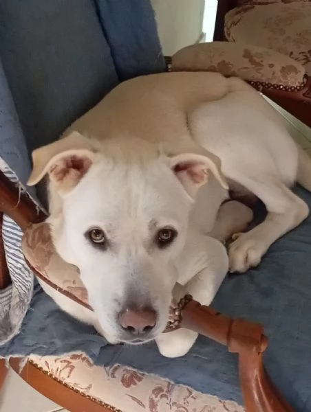 cane simil labrador | Foto 2