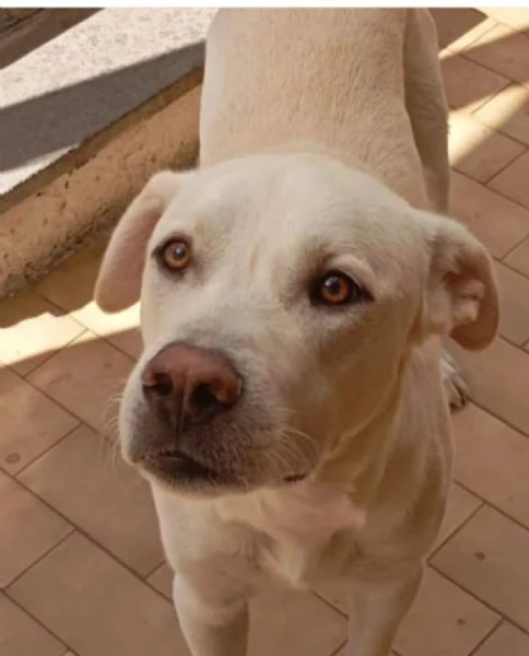 cane simil labrador | Foto 1