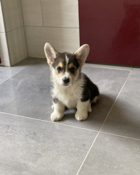 REGALO  WELSH CORGI 