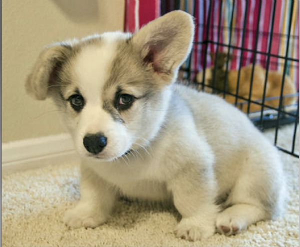 REGALO  WELSH CORGI  | Foto 0