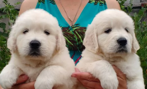 Due cuccioli di Golden Retriever ti aspettano