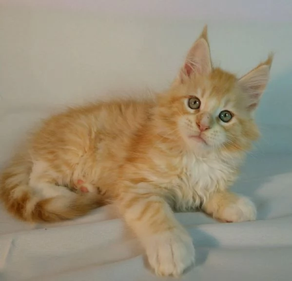 Maine Coon Gattini di Razza Purezza  Disponibili Subito