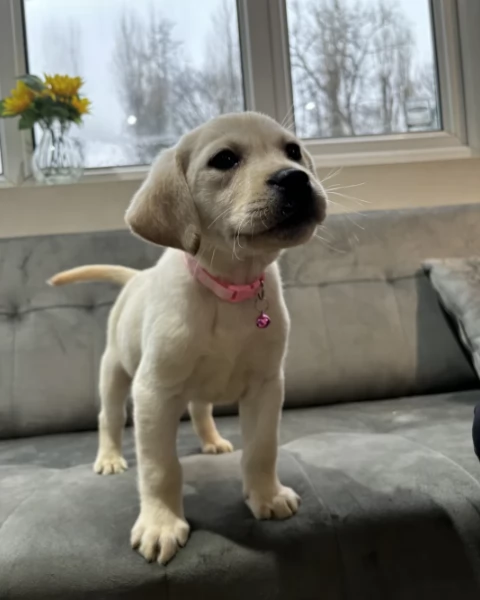 Adozione di cuccioli Labradore Creme