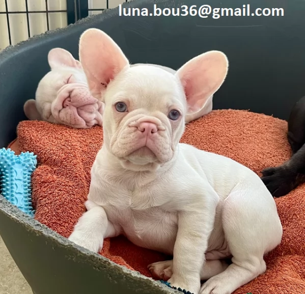 cuccioli di BULLDOG FRANCES cuccioli di BULLDOG FRANCES  ancora disponibili un maschio e una femmin