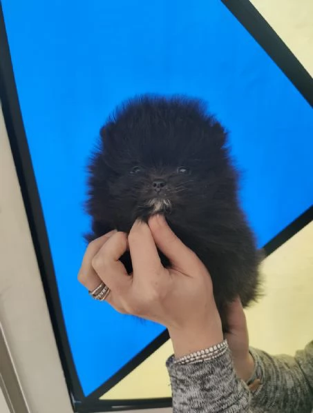 Spitz Tedesco nano Pomerania  | Foto 6