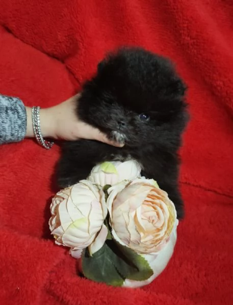 Spitz Tedesco nano Pomerania  | Foto 5