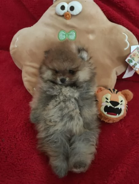 Spitz Tedesco nano Pomerania  | Foto 2