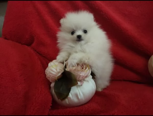 Spitz Tedesco nano Pomerania  | Foto 1
