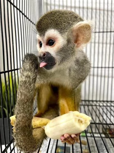 Disponibili cuccioli di scimmia scoiattolo