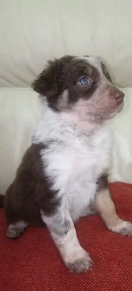 Border collie di altissima genealogia  | Foto 3