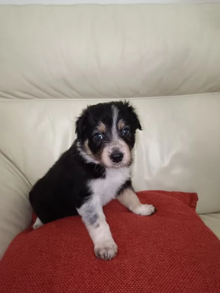 Border collie di altissima genealogia  | Foto 2