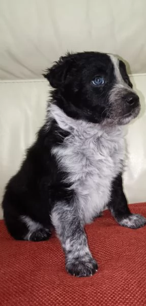 Border collie di altissima genealogia  | Foto 1