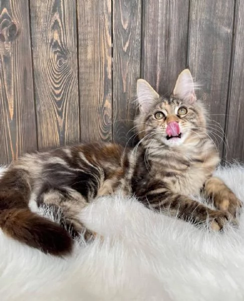 Adorabili gattini Maine Coon cercano una famiglia amorevole  | Foto 4