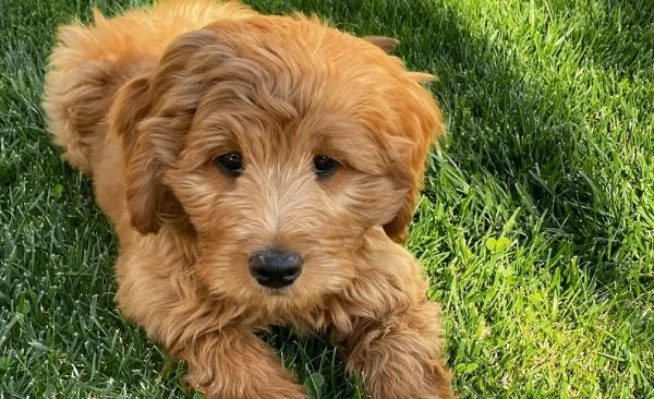 Cucciola Cavapoo F1 disponibile  dolce e affettuosa | Foto 5