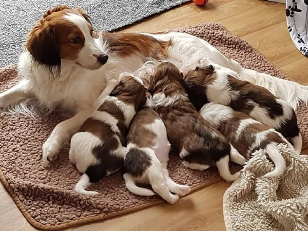 Cucciola Cavapoo F1 disponibile  dolce e affettuosa | Foto 2