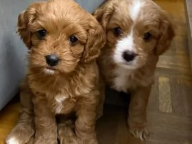 Cucciola Cavapoo F1 disponibile  dolce e affettuosa | Foto 1