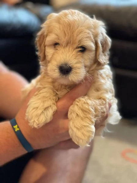 Cucciola Cavapoo F1 disponibile  dolce e affettuosa | Foto 0