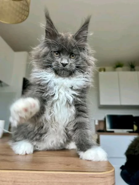  Meravigliosi cuccioli Maine Coon disponibili 