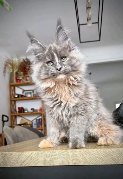  Meravigliosi cuccioli Maine Coon disponibili  | Foto 2