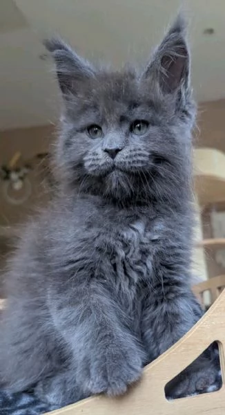  Meravigliosi cuccioli Maine Coon disponibili  | Foto 1