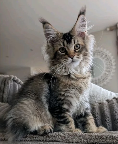  Meravigliosi cuccioli Maine Coon disponibili  | Foto 0