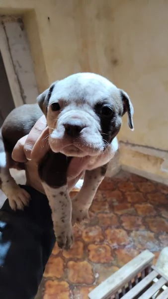 Cuccioli bully dog
