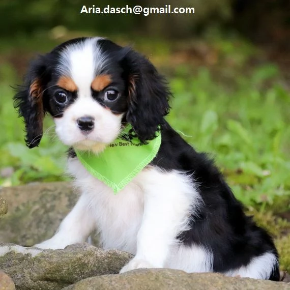 cavalier king cuccioli meravigliosi   nati in casa da nostri esemplari ipertipici carattere ottimo 