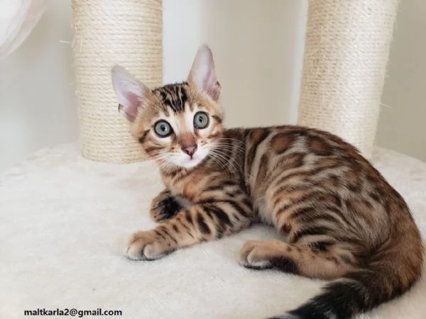  bellissimo gattino bengala bella f1 bengala gattino bottiglia alto e molto bello mangia da solo 