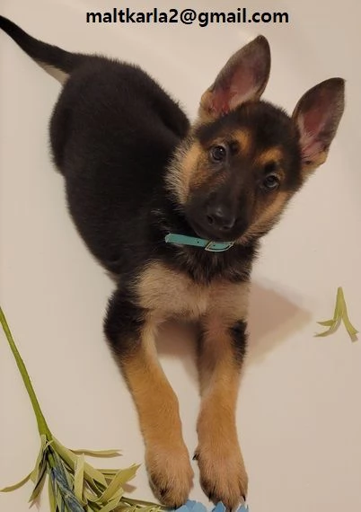 cuccioli pastore tedesco cuccioli pastore tedesco maschio e femmina  uno ideale regalo x i vostri c