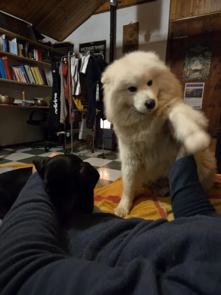 Cercasi maschio di samoiedo per accoppiamento | Foto 1