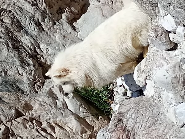 Cercasi maschio di samoiedo per accoppiamento | Foto 0