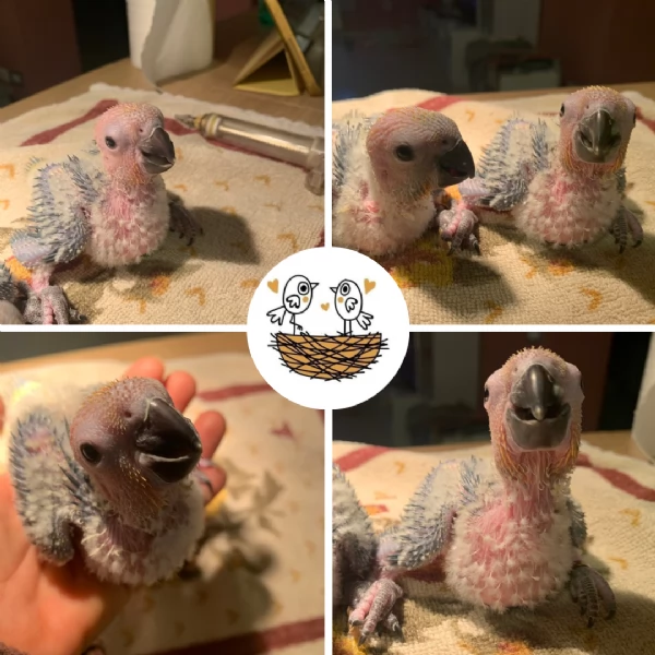 Splendidi Pulli di Conuro del Sole Allevati a Mano