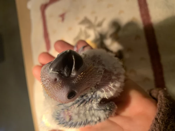 Splendidi Pulli di Conuro del Sole Allevati a Mano | Foto 1