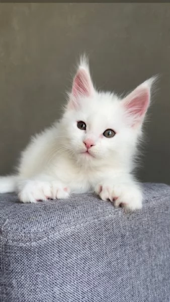 Maine coon cuccioli