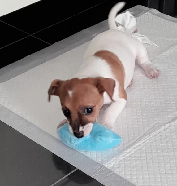 Vendo cucciolo jak russel 