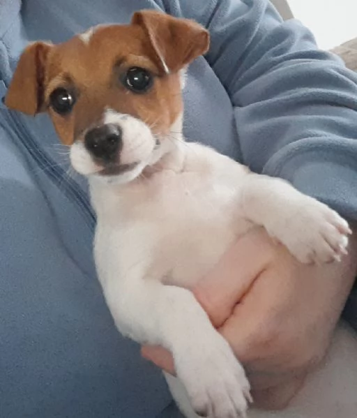 Vendo cucciolo jak russel  | Foto 0