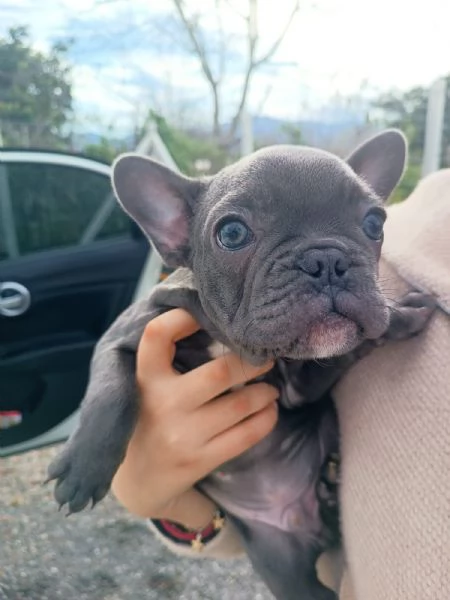 Bulldog francese total blu 