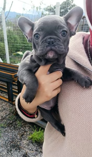 Bulldog francese total blu  | Foto 6