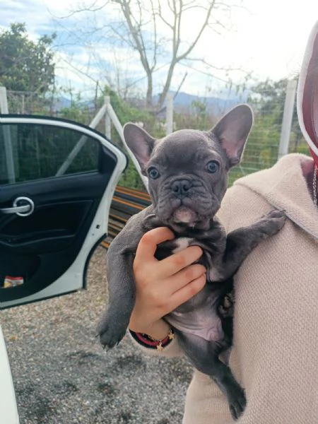 Bulldog francese total blu  | Foto 4