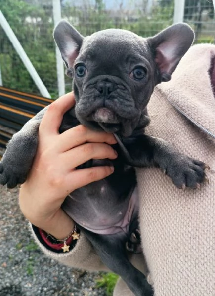 Bulldog francese total blu  | Foto 3