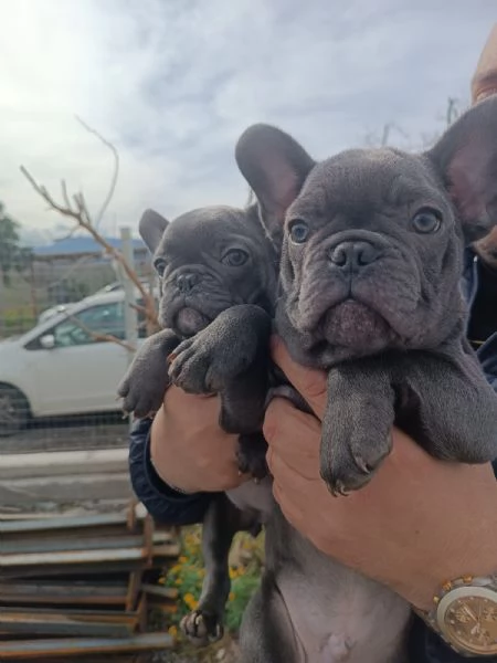 Bulldog francese total blu  | Foto 2
