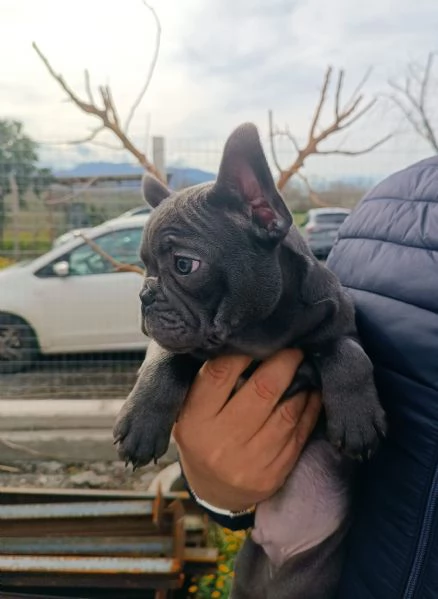 Bulldog francese total blu  | Foto 1
