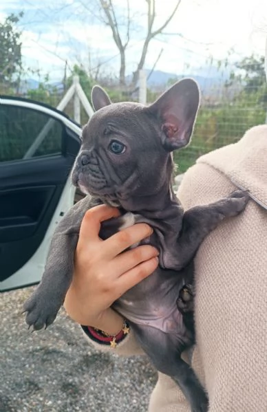 Bulldog francese total blu  | Foto 0